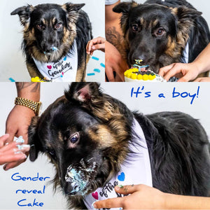 Gender Reveal Dog Smash Cake Treat- Local Pick Up